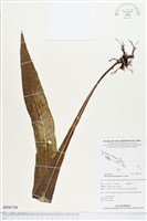 星蕨藏品圖，第1張