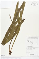 帶狀瓶爾小草藏品圖，第1張