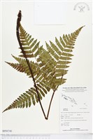 登錄號:BP00746藏品圖，第1張