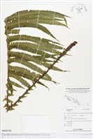 登錄號:BP00748藏品圖，第1張