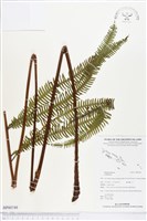 登錄號:BP00749藏品圖，第1張