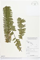 登錄號:BP00751藏品圖，第1張