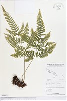 登錄號:BP00752藏品圖，第1張