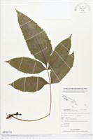 尾葉實蕨藏品圖，第1張