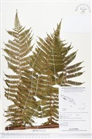 登錄號:BP00755藏品圖，第2張