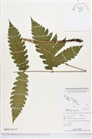 屏東三叉蕨藏品圖，第2張