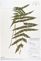 野毛蕨藏品圖，第1張