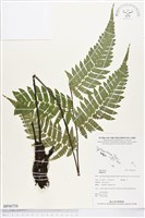 登錄號:BP00758藏品圖，第1張