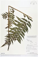 過溝菜蕨藏品圖，第1張