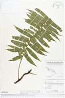 登錄號:BP00761藏品圖，第1張