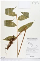 登錄號:BP00762藏品圖，第1張