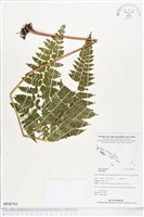 登錄號:BP00763藏品圖，第1張