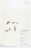 登錄號:BP00766藏品圖，第1張