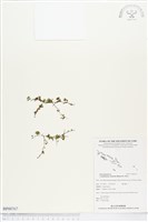 團扇蕨藏品圖，第1張