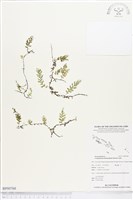 闊邊假脈蕨、變葉假脈蕨藏品圖，第1張