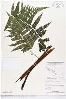 過溝菜蕨藏品圖，第1張