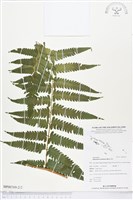 過溝菜蕨藏品圖，第2張