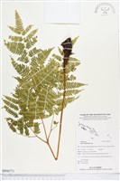 瓦氏鳳尾蕨藏品圖，第1張