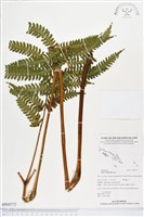 瓦氏鳳尾蕨藏品圖，第1張