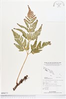 闊葉骨碎補藏品圖，第1張