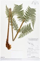 登錄號:BP00776藏品圖，第1張