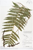 登錄號:BP00777藏品圖，第1張