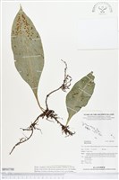 登錄號:BP00780藏品圖，第1張