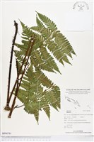 登錄號:BP00781藏品圖，第1張