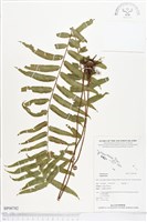 登錄號:BP00782藏品圖，第1張