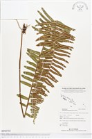 毛葉腎蕨藏品圖，第1張