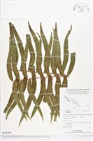 登錄號:BP00784藏品圖，第1張