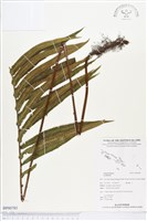 登錄號:BP00785藏品圖，第1張