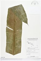 南洋山蘇花藏品圖，第1張