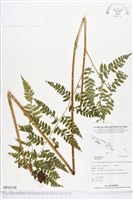 登錄號:BP00788藏品圖，第1張