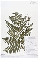 登錄號:BP00789藏品圖，第1張