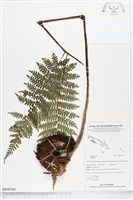 登錄號:BP00790藏品圖，第1張