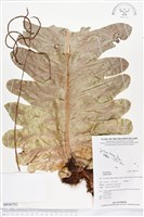 登錄號:BP00792藏品圖，第1張