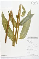 登錄號:BP00793藏品圖，第2張