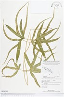 登錄號:BP00795藏品圖，第1張