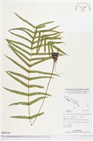 鱗蓋鳳尾蕨藏品圖，第1張