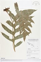 登錄號:BP00798藏品圖，第1張