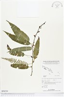 登錄號:BP00799藏品圖，第1張