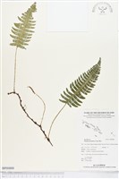 馬來陰石蕨藏品圖，第1張