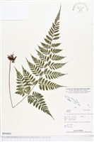 登錄號:BP00801藏品圖，第1張