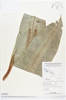 臺灣山蘇花藏品圖，第1張