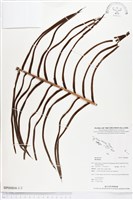 登錄號:BP00804藏品圖，第1張