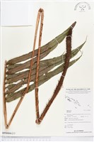 登錄號:BP00804藏品圖，第2張