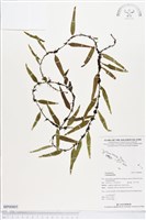 登錄號:BP00805藏品圖，第1張