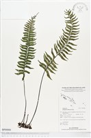 單邊鐵角蕨藏品圖，第1張