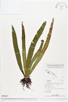 登錄號:BP00807藏品圖，第1張